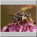Lasioglossum cf quadrinotatulum - Furchenbiene w02 9mm.jpg